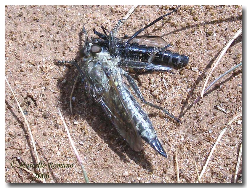 Ditteri Asilidae disturbati dal vento